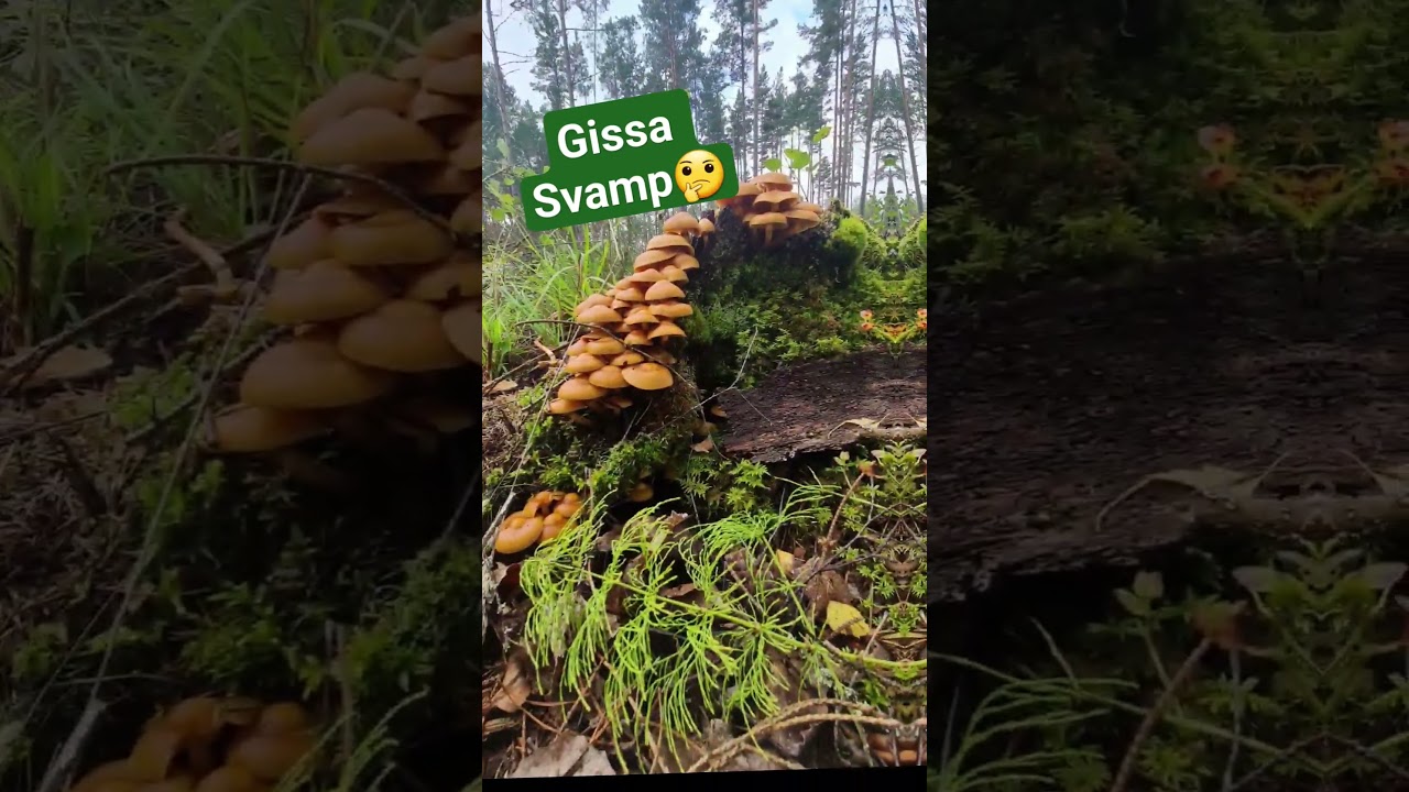 Gissa svamp #sweden #hiking #shorts