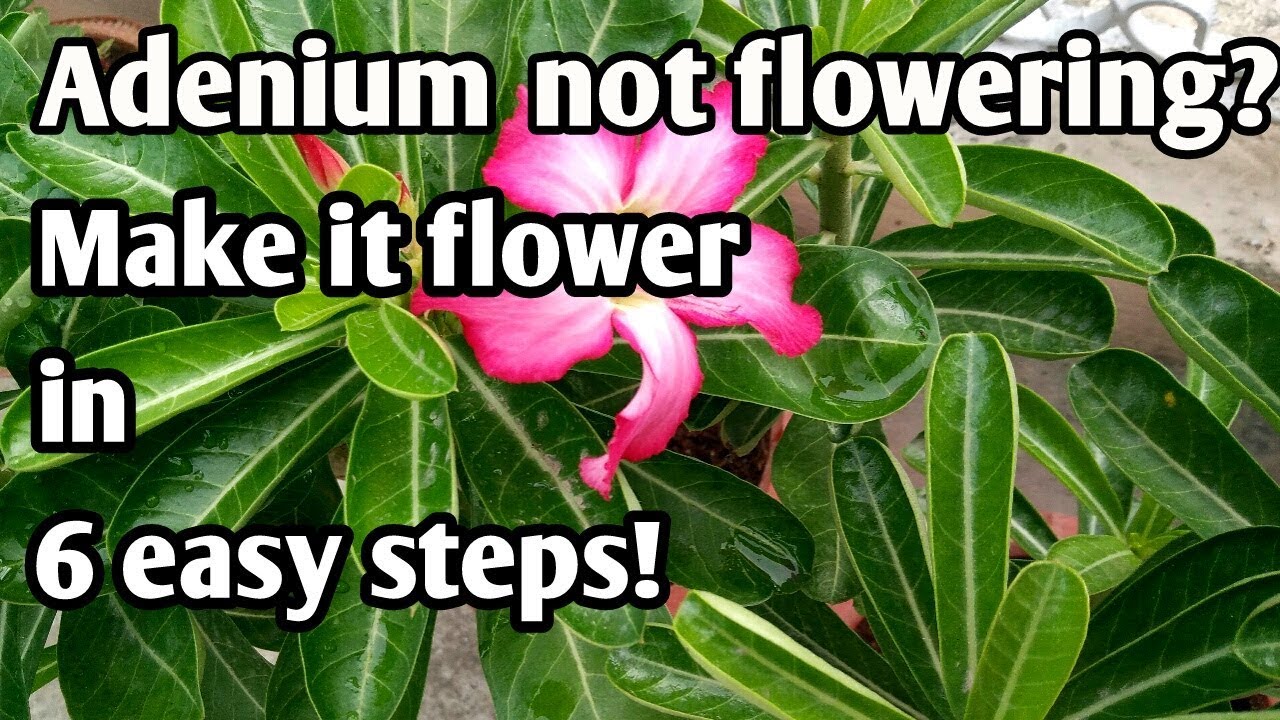 How to make an Adenium Flower in 6 easy steps!