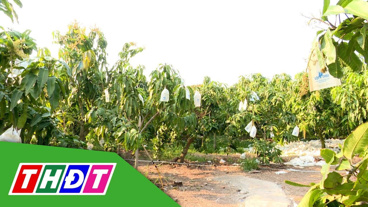 Tạo dáng xoài lùn | Khuyến nông - 18/2/2025 | THDT