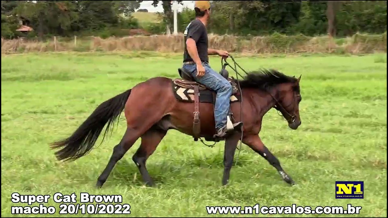 Super Cat Brown a venda no N1 Cavalos