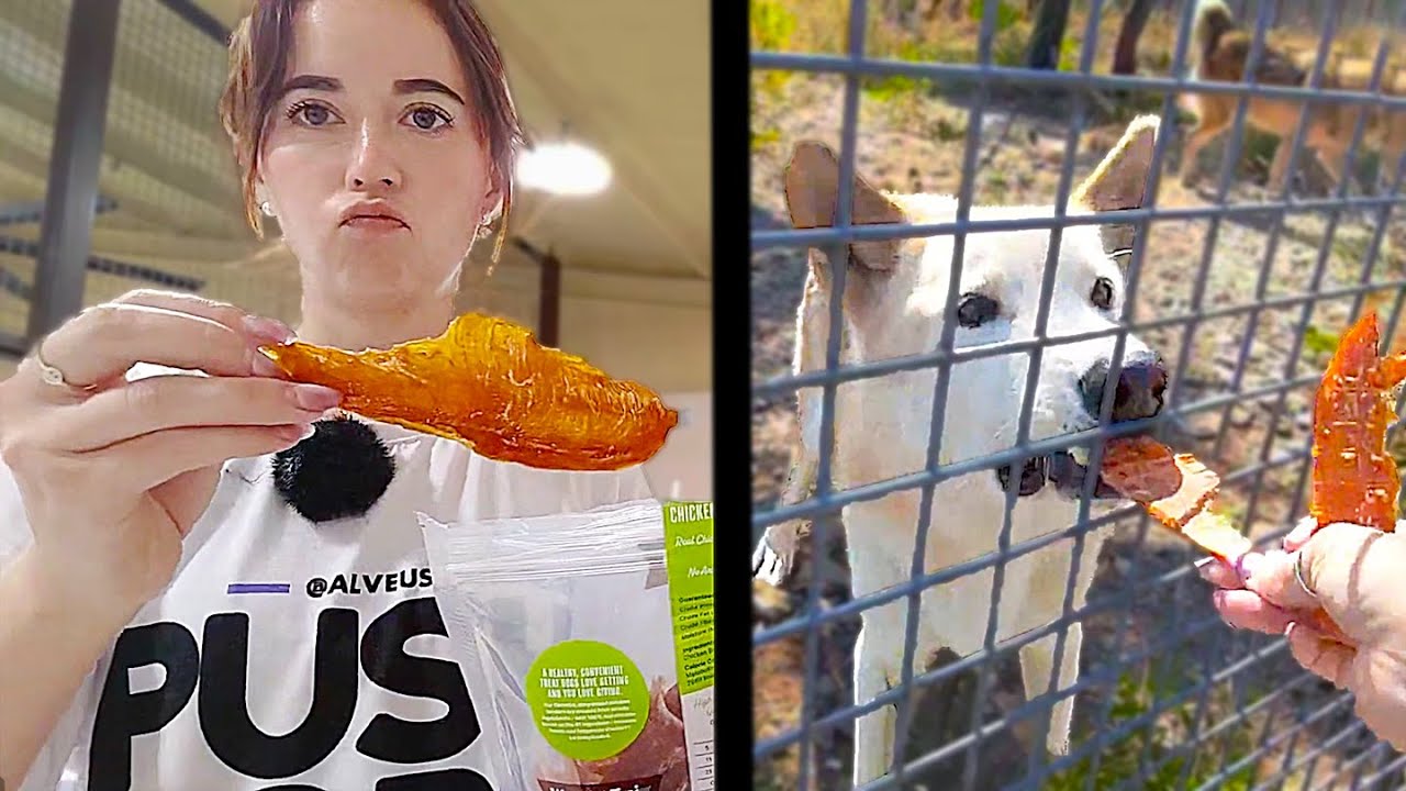 Maya RUNS with the wolfdogs and gives them treats!