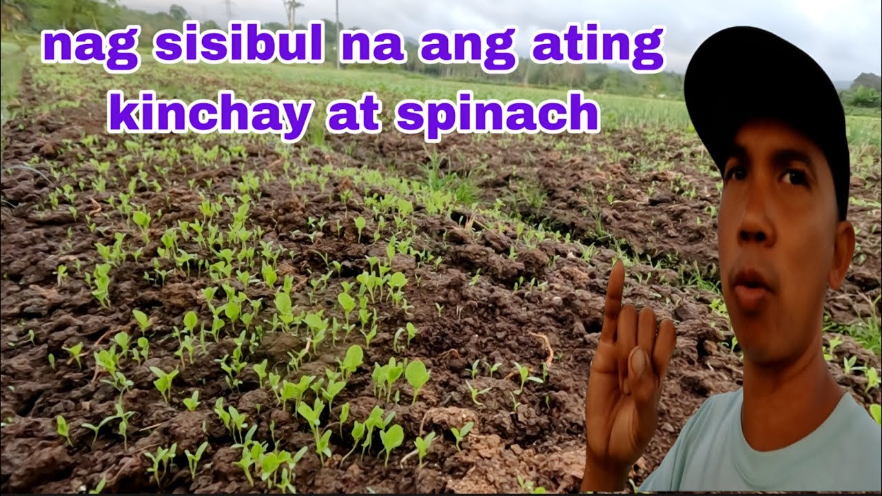 Nag sisibul na ang ating mga kinchay at spinach