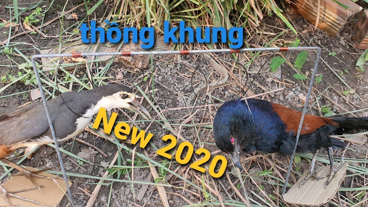 thồng khung đa năng bẫy bịp quốc đa đa các loại mới ra lò