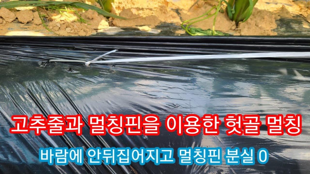 고추줄과 멀칭핀을 이용한 기막힌 헛골 멀칭  부직포 제초매트 사용방법