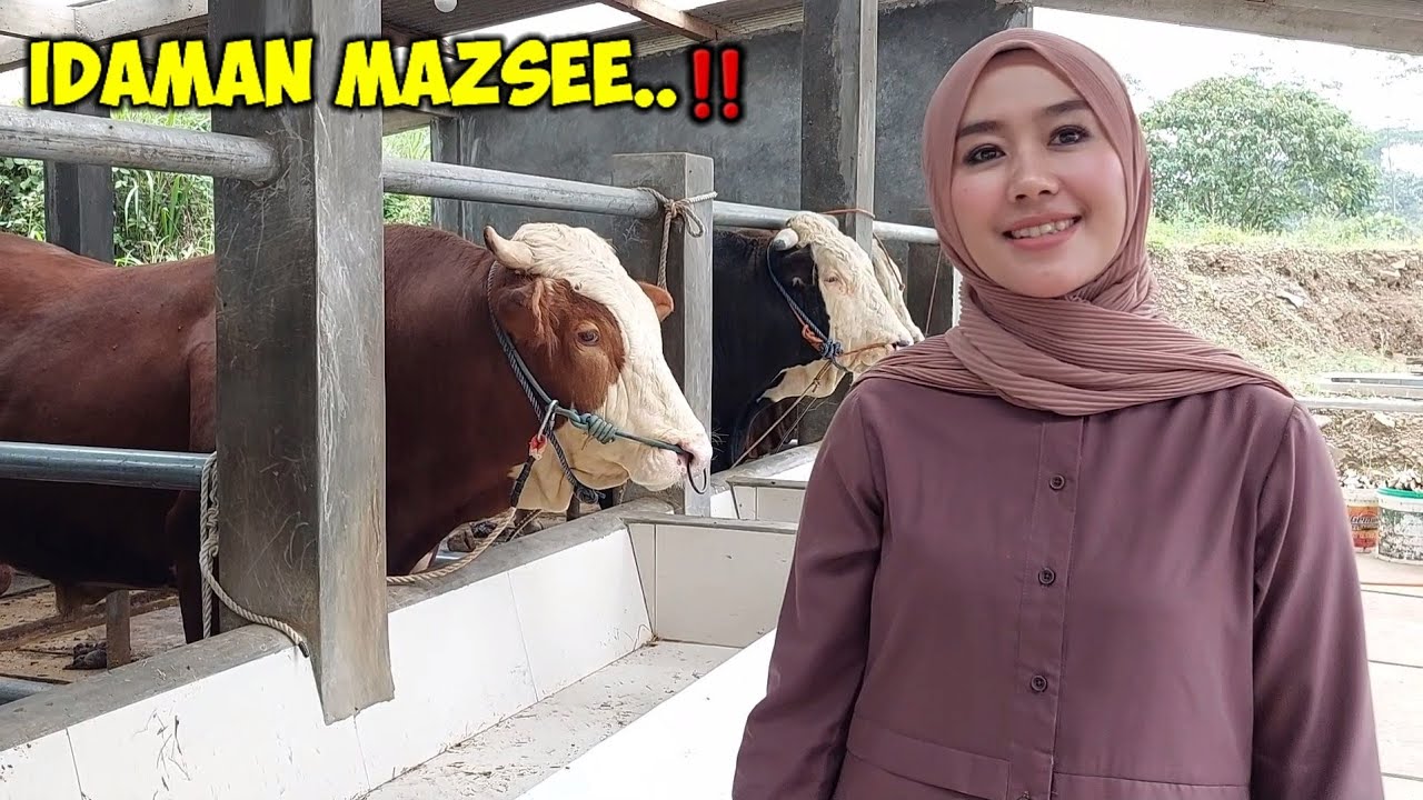 CEWE CANTIK BOKING SAPI GITA KDI GOYANG DI KANDANG ‼️
