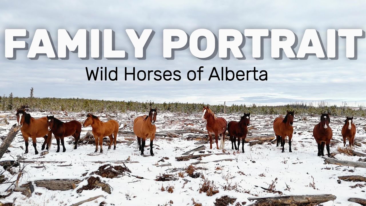 All Eyes forward || A Perfect Family Photo in the Alberta Foothills 