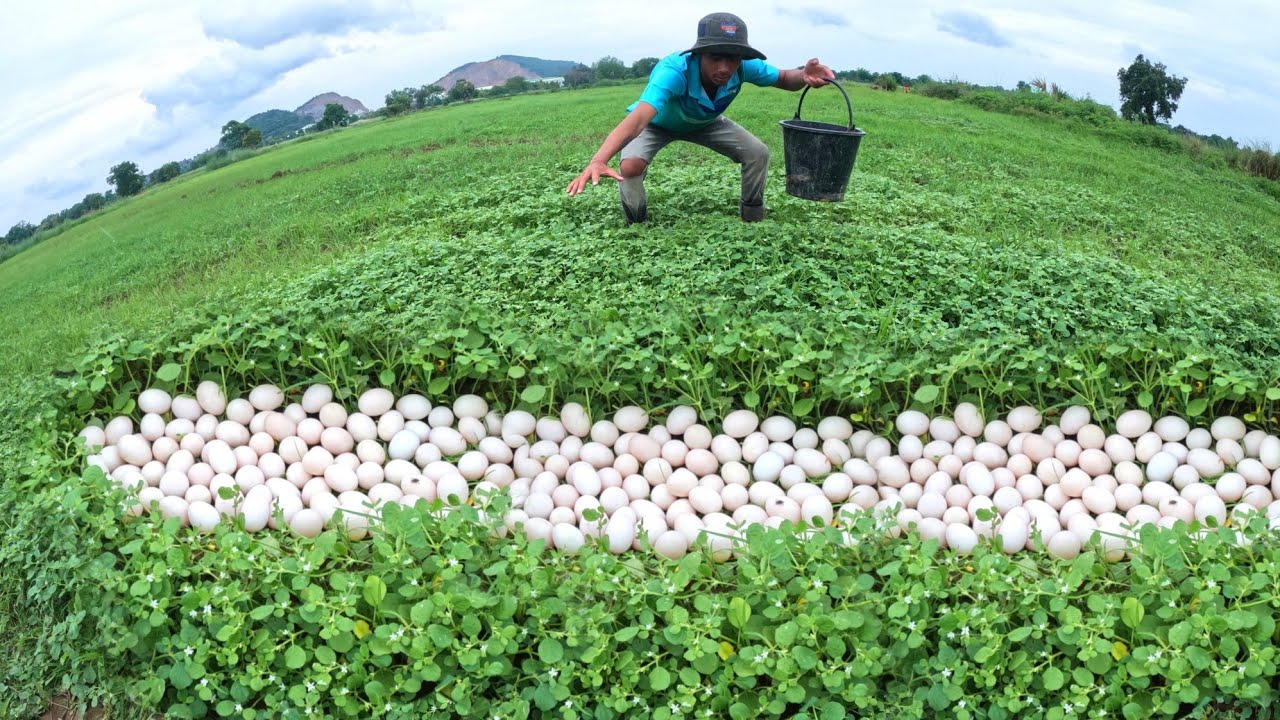 Roun Soun, pick a lot of duck eggs under the grass after the rain