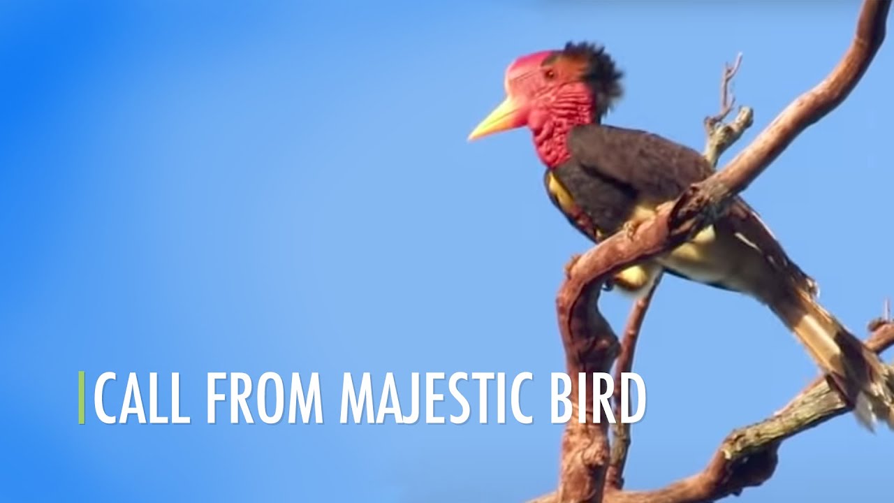 Call From Majestic Bird