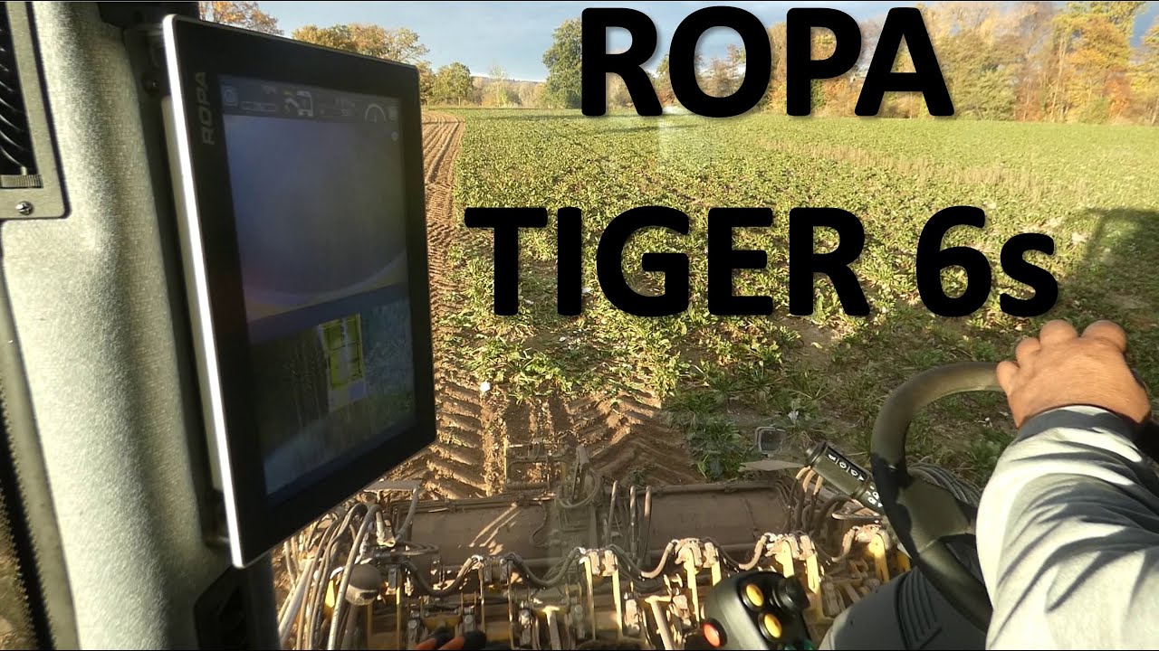 Cockpit-Sicht! ROPA Tiger 6s bei der Zuckerrüben-Ernte - Sugarbeet harvesting - view from cockpit