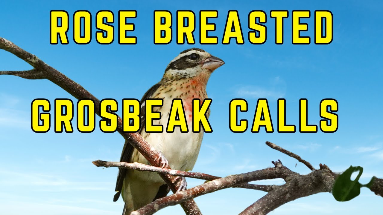 The Beautiful Song and Call of the Rose-Breasted Grosbeak!