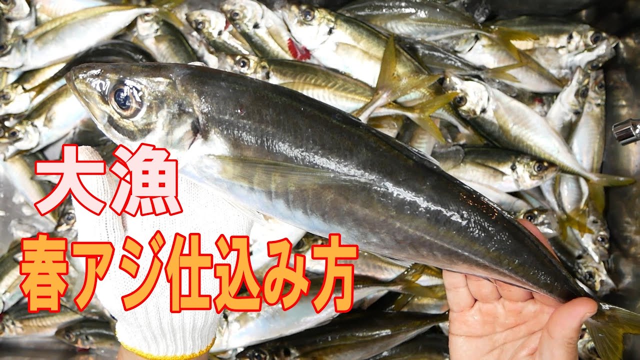 😅和歌山船釣りの春アジ・麦わらイサキに行く前に必ず見ておいてください！アジさばき方2021 5 15玉市丸 春アジ料理編