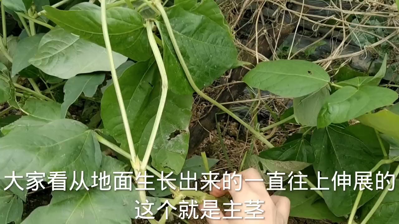豆角正确的整枝摘心方法，做好可确保果满枝头，豆角摘不完，看看