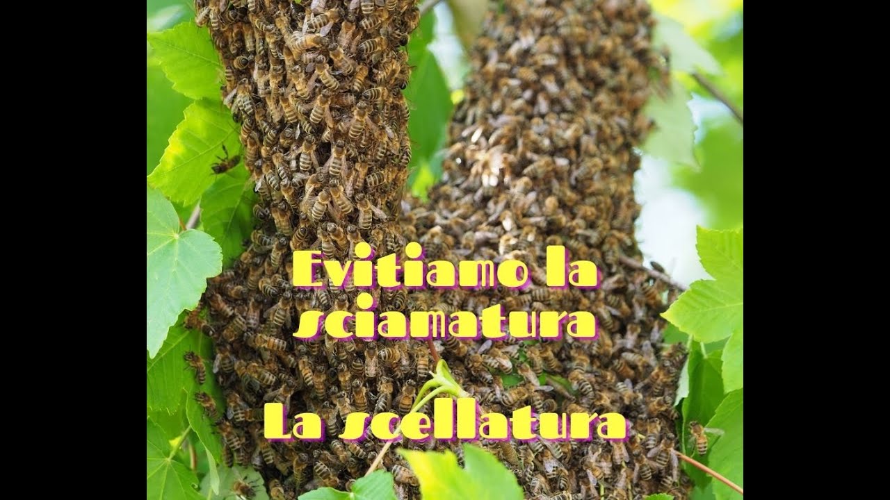 Evitare la sciamatura - Scellatura FATTA BENE
