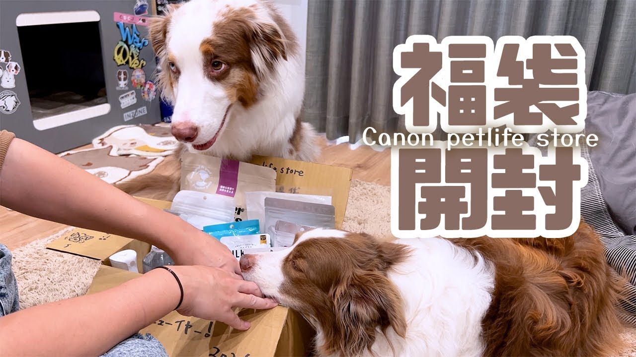 2026年canon petlife storeさんの福袋を開封していくよ🎁🐶🎁【ボーダーコリー×オーストラリアンシェパード】