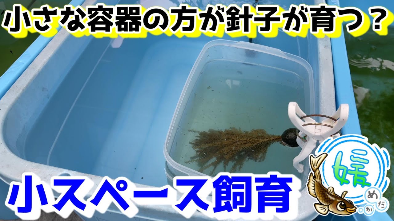 小さな容器の方が針子が育つ？～小スペースでの針子飼育において大切なポイント～【媛めだか】