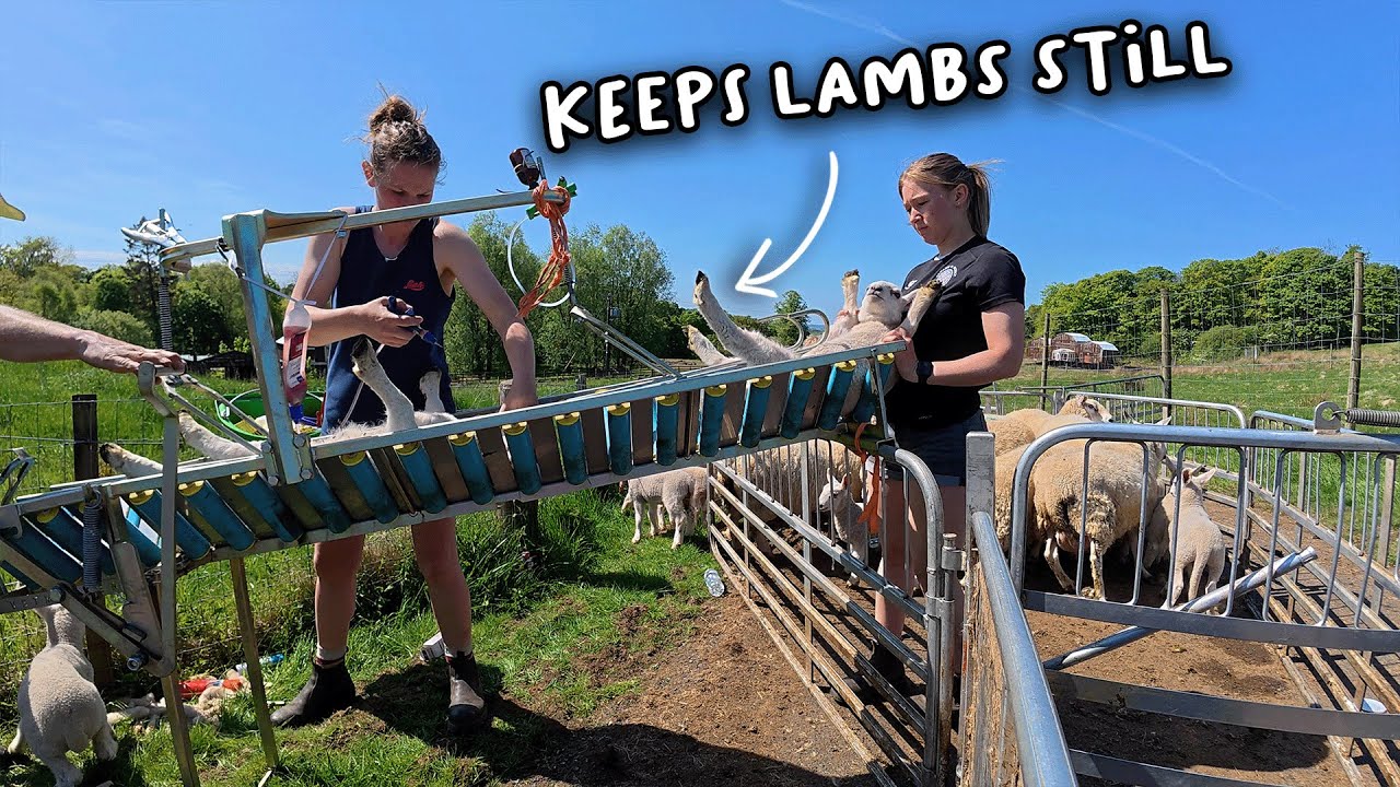 Tail docking lambs. This is how we do it.