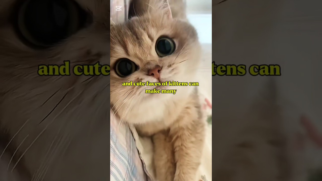 kittens give a sense of happiness and peace #kittens #kittensofinstagram #cat #shorts