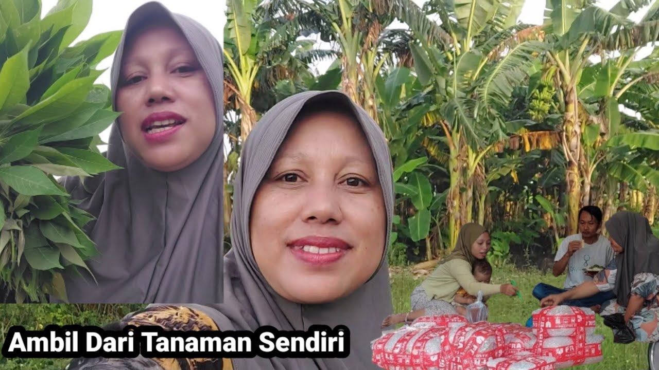 Langsung Ambil Di Kebun‼️Sayur Gulai Daun Singkong 