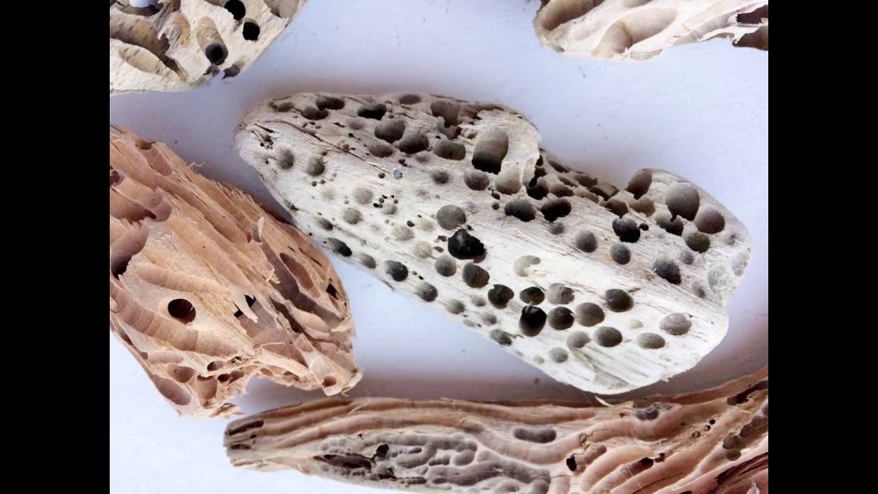 Driftwood или морские деревяшки и что с ними делать
