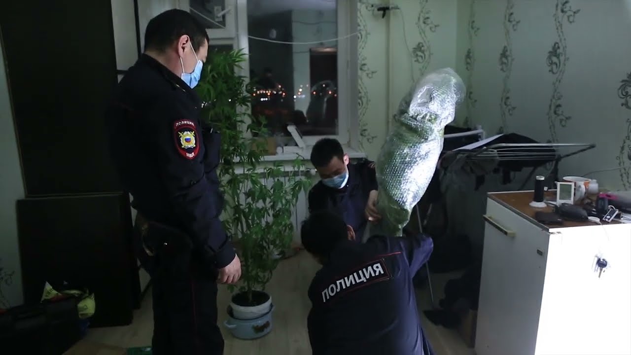 Гроубокс своими руками. В Якутске полицейские выявили незаконное культивирование конопли