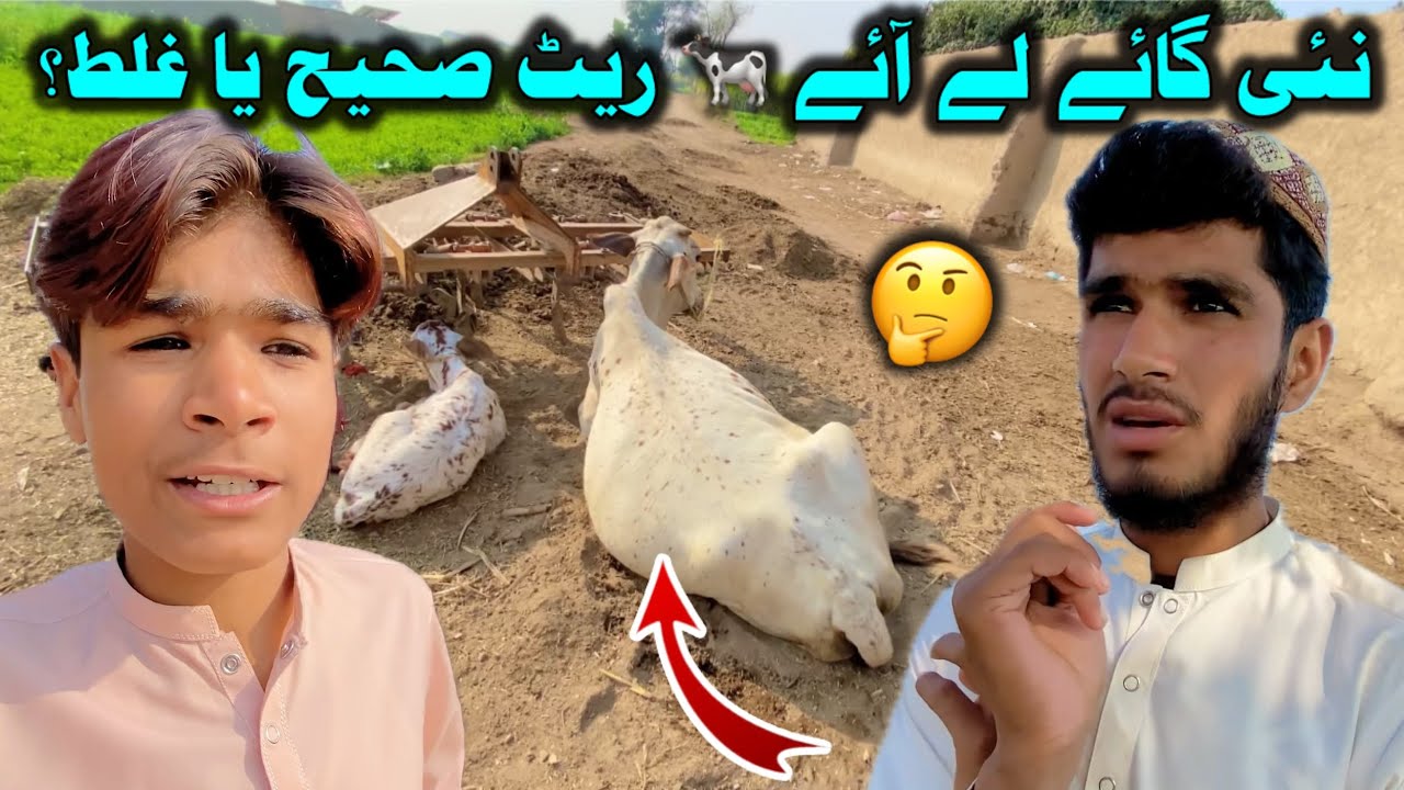 Ye Gai Mehngi To Nahi Par Gayi?