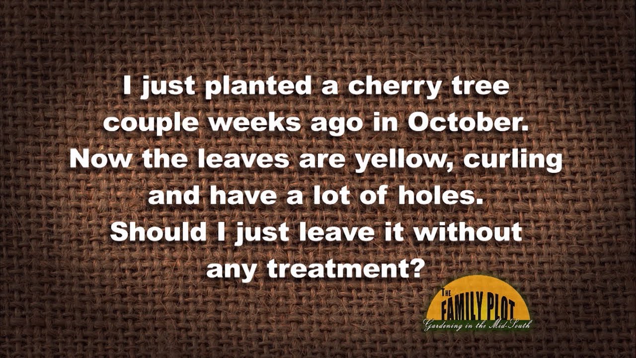 Q&A – I just planted a cherry tree. The leaves are curling and have holes. Should I leave it?