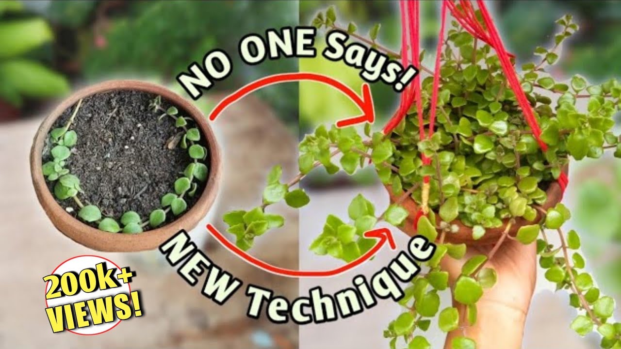 GET Bushy Hanging Plants with NEW Technique //Make Amazing Hanging Plants Pot //Tangled Heart Plant