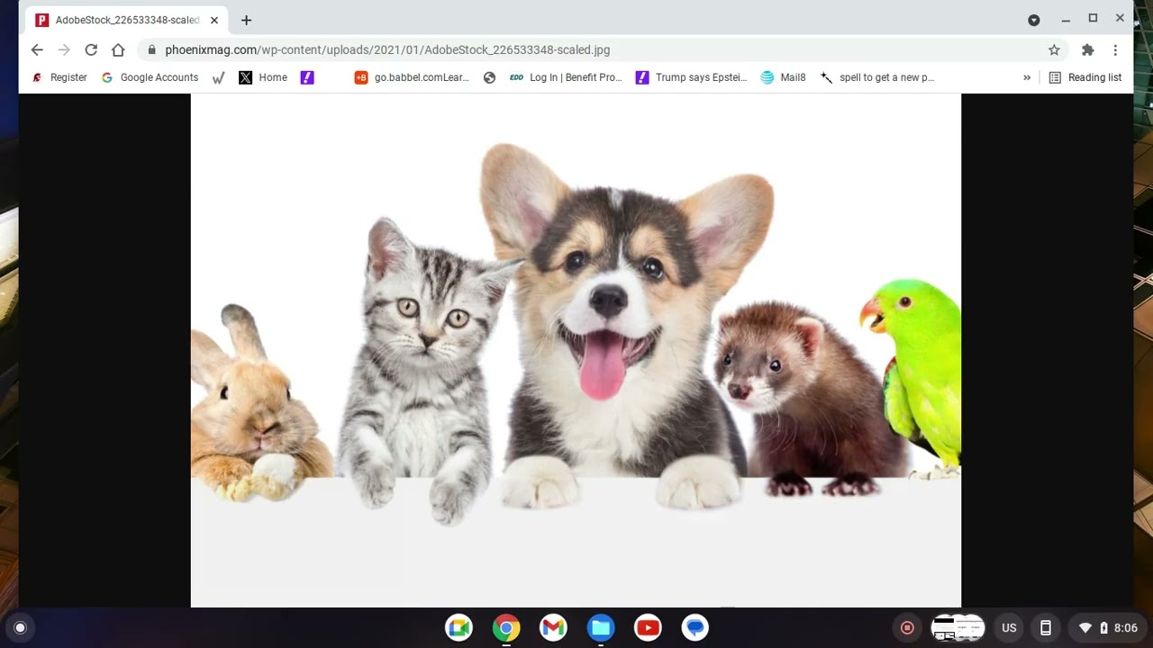 My pet peeves about being a pet owner in California, and horrible people