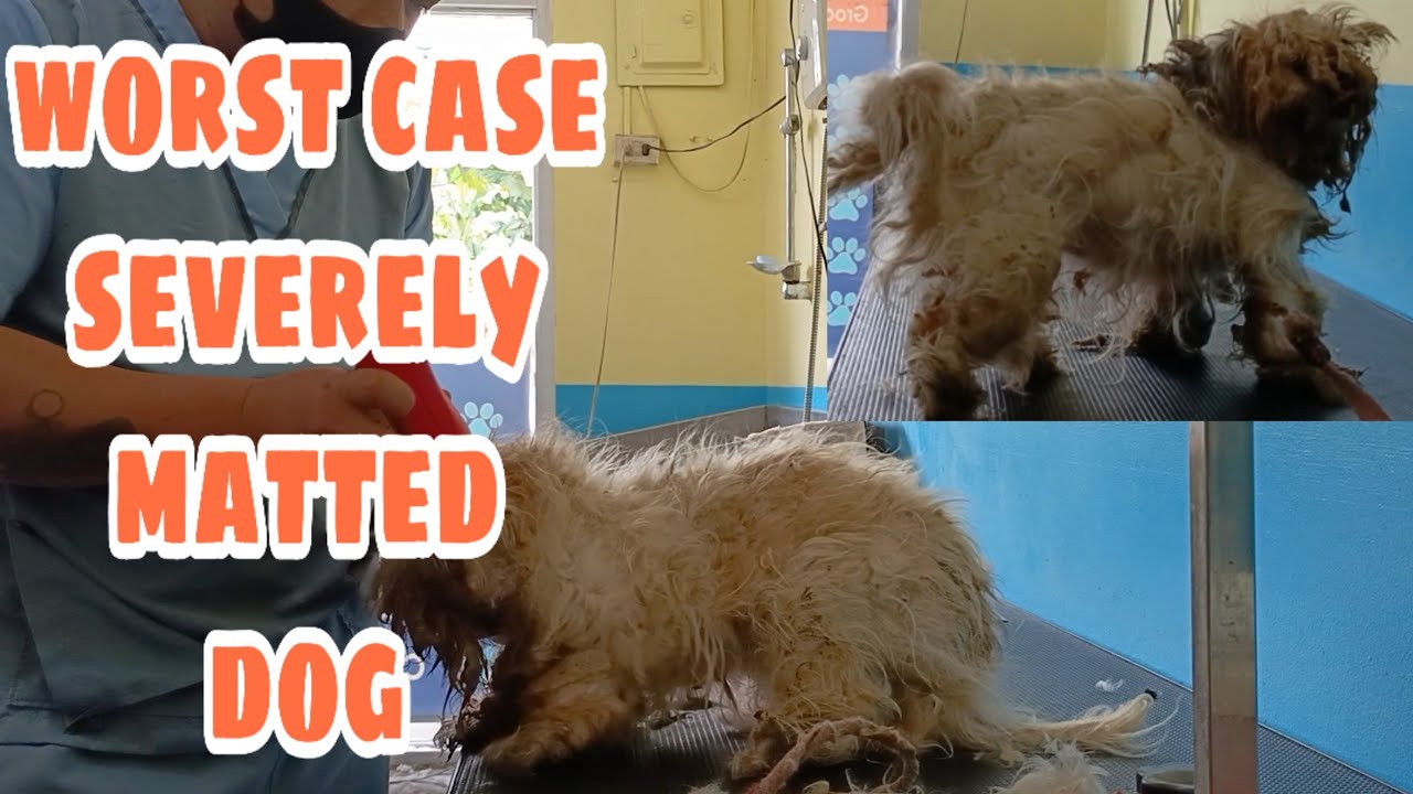 Shaving Severely Matted Dog is Not Easy worst-case Matted Dog in a long time with out Grooming