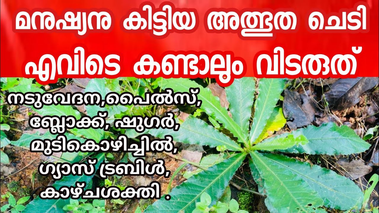 നിലം പറ്റി വളരുന്ന അത്ഭുതചെടി