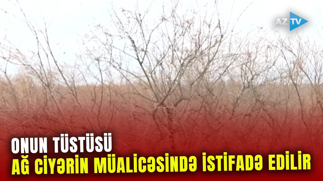 Ağ ciyərin müalicəsində onun tüstüsündən istifadə edilir: Kür qırağında yetişən UNİKAL BİTKİ