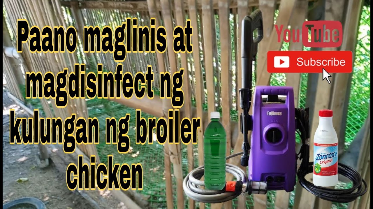 Paano maglinis at mag disinfect ng kulungan ng broiler chicken