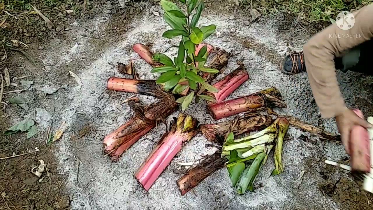 Thlai enkawl dan - Hnim ro hmanga thlai bul khuh, dry organic mulching.