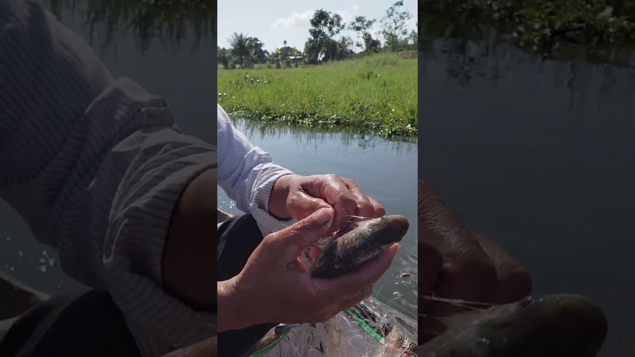 Út ca vlog thu lưới ca that lat 
