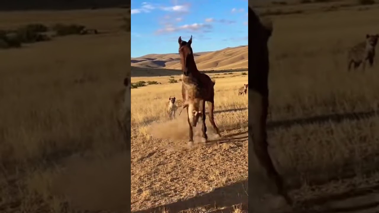 A Stunning Reversal Where The Prey Becomes The Predator