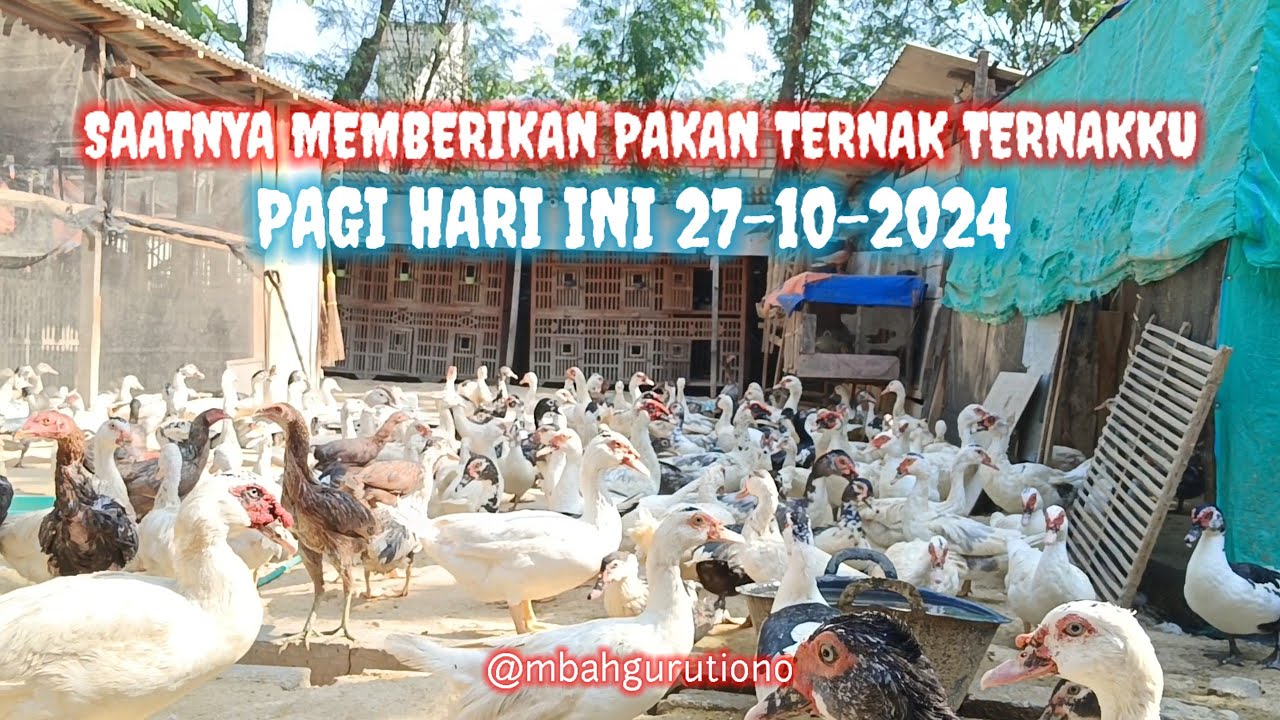 SAATNYA MEMBERIKAN PAKAN TERNAK TERNAKKU PAGI HARI INI 27-10-2024 @mbahgurutiono