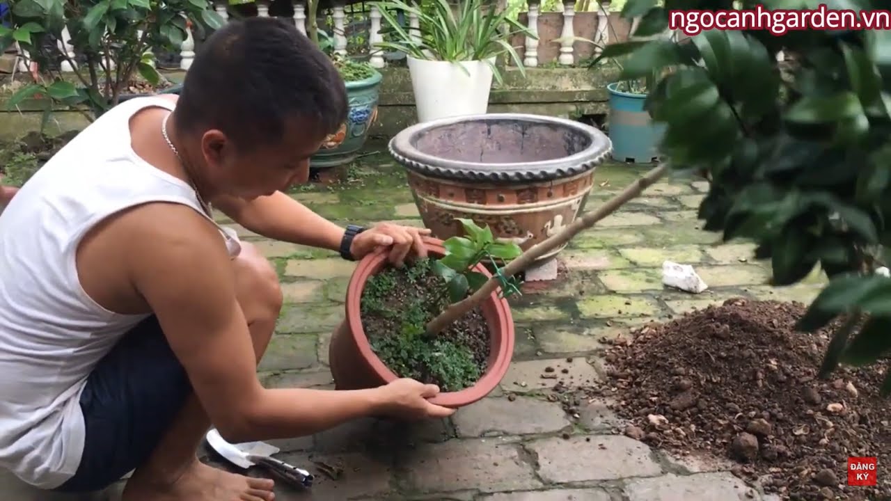 Đảo Bầu - Sang Chậu - Bắt Hoa Tết cho Cây Hoa Trà My!!!