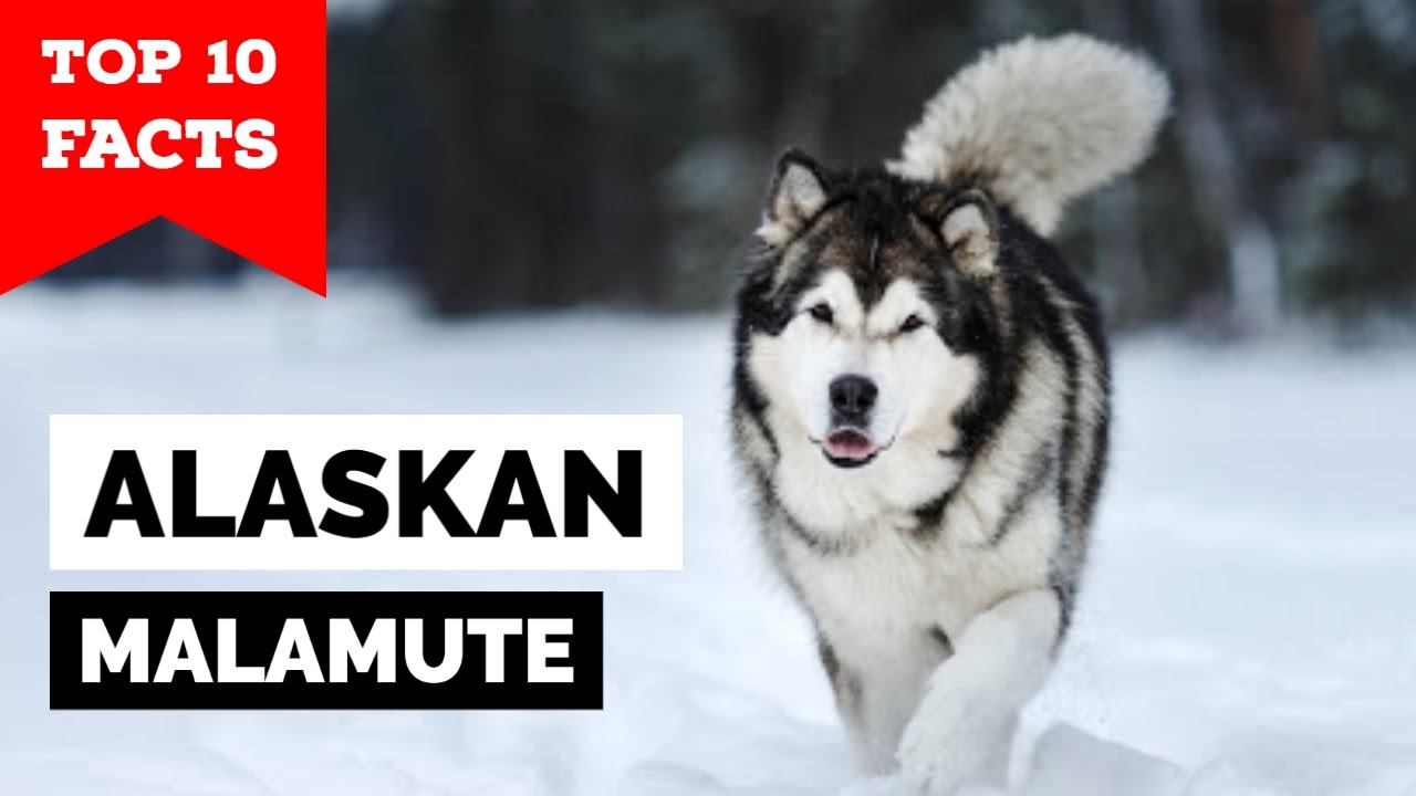 Аляскинский маламут — 10 главных фактов