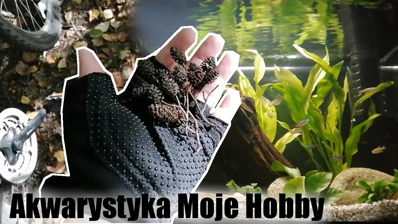 Garbniki w akwarium - Naturalny antyglon