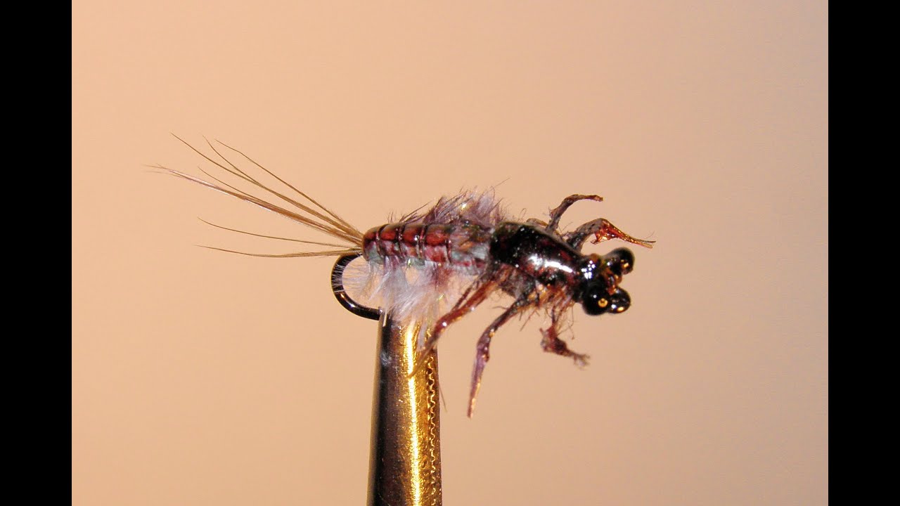 НИМФА ,,CALLIBAETIS,, VARIANT  SVA