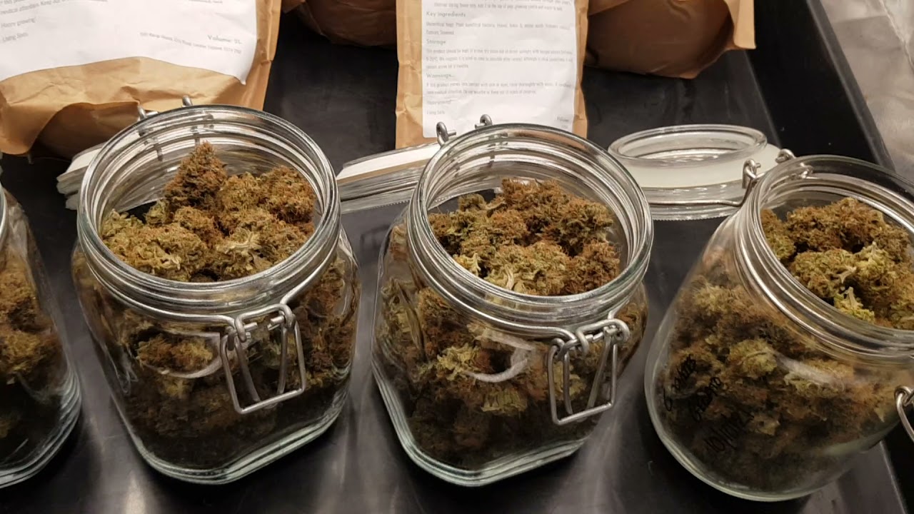 Mars Hydro FC3000 Review with Cookies Gelato *Harvest Results*#12