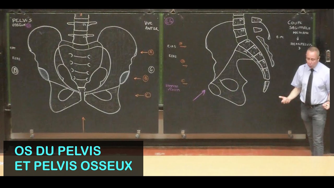 Anatomie des os du pelvis et pelvis osseux (Pelvis 1)