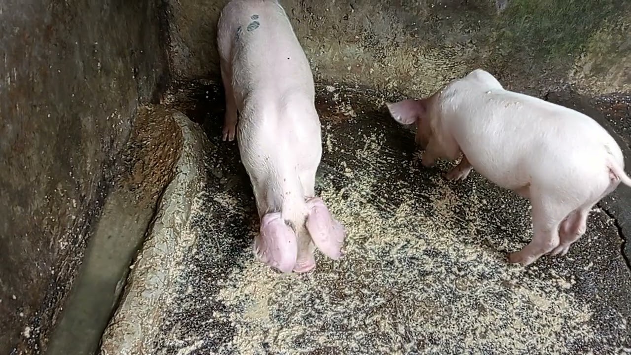 EATING TIME|| FARMING