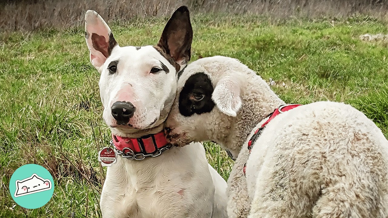 Tiny Goat And Sheep Think They're Puppies With Dog Siblings | Cuddle Buddies