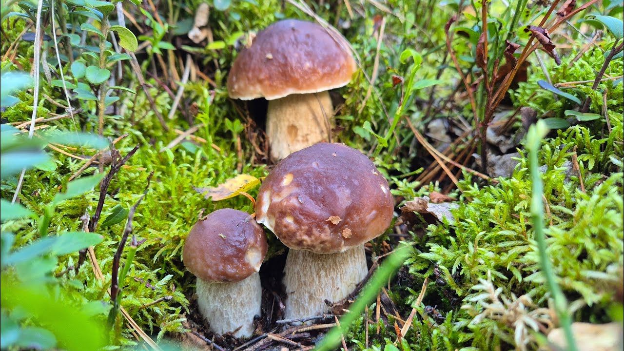 SZOK😮 TAKICH PRAWDZIWKÓW WE WRZEŚNIU SIĘ NIE SPODZIEWAŁEM😮😮🍄 GRZYBY 2025 🍄GRZYBOBRANIE 2025🍄 ODC 3/4