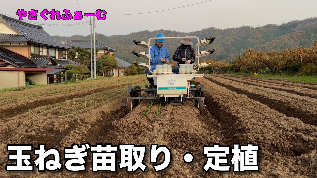 【2025-2026玉ねぎ#5】玉ねぎ苗取り・定植【やさぐれふぁーむ】