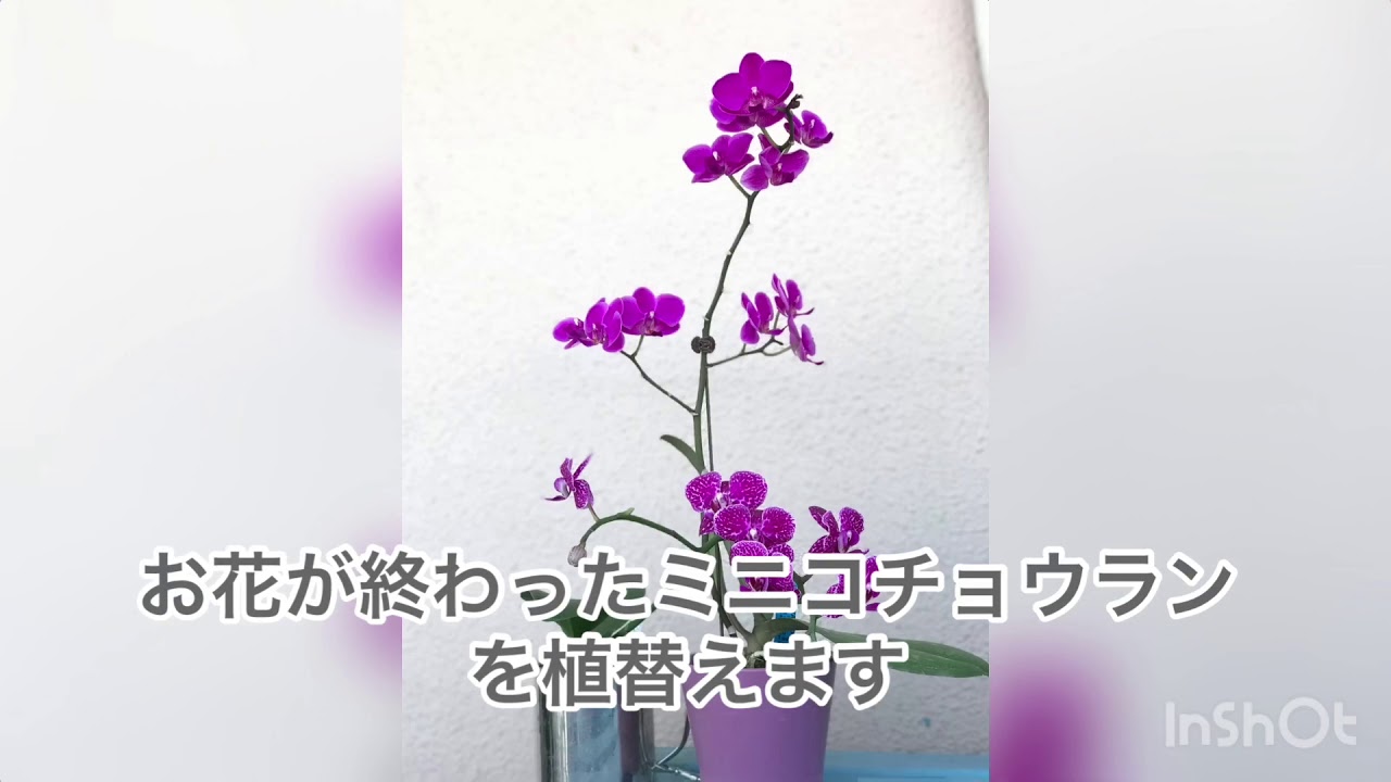 おうちでベラボン　ランの植替え編　#ミニコチョウラン