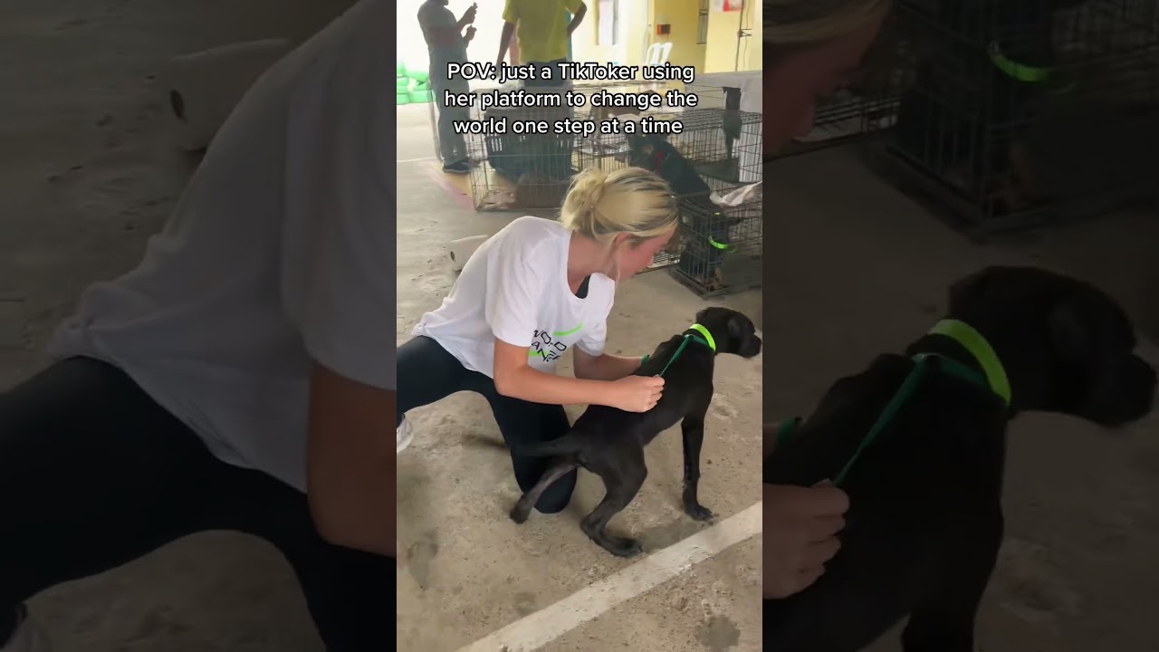 The dogs and cats of the Dominican Republic NEED OUR HELP! : #shorts #short #colie.1
