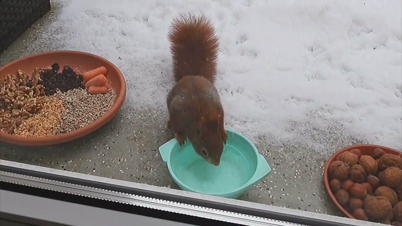 Tagträume🐿️Schneespielereien