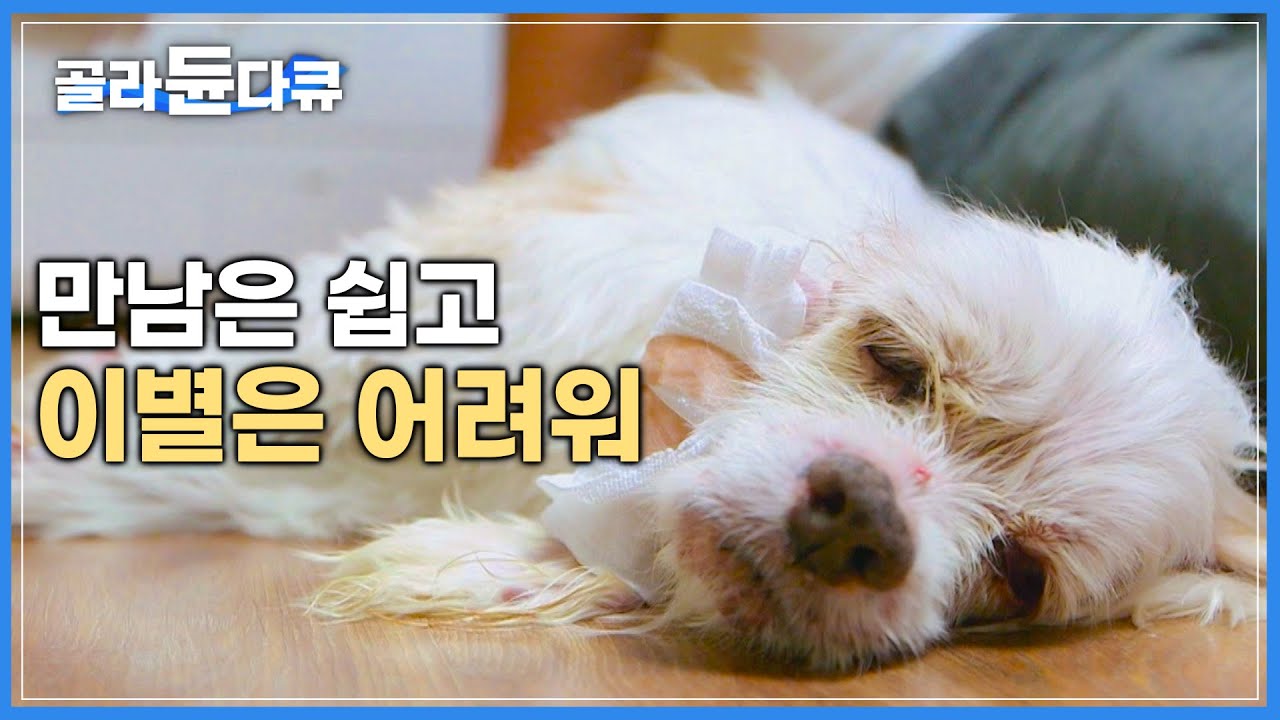 부모보다 먼저 늙는 반려동물과 보호자들의 아름다운 이별 이야기│사람 나이 100살 노견들의 마지막 인사│하나뿐인지구│#골라듄다큐